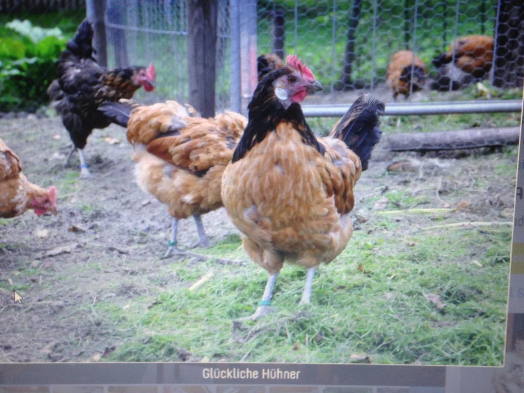 Ferienwohnung Dietlinde Bad Blankenburg Δωμάτιο φωτογραφία